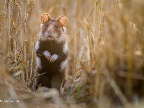Uniwersytet Rolniczy w Krakowie prowadzi badanie ankietowanych dotyczące chomika europejskiego