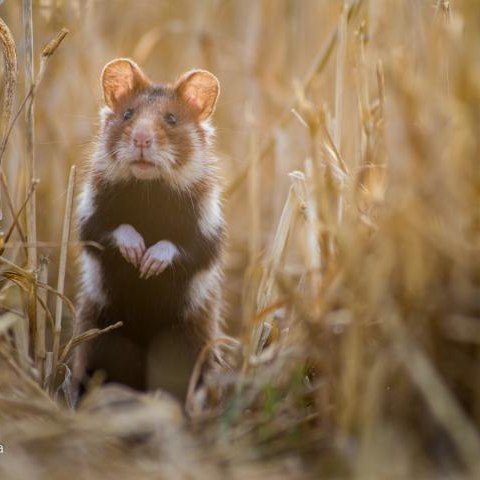Uniwersytet Rolniczy w Krakowie prowadzi badanie ankietowanych dotyczące chomika europejskiego