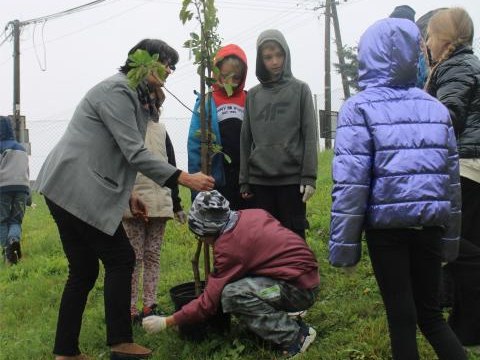 Sadzenie drzewek i krokusów w ramach projektu "Otwórz oczy na zielone"