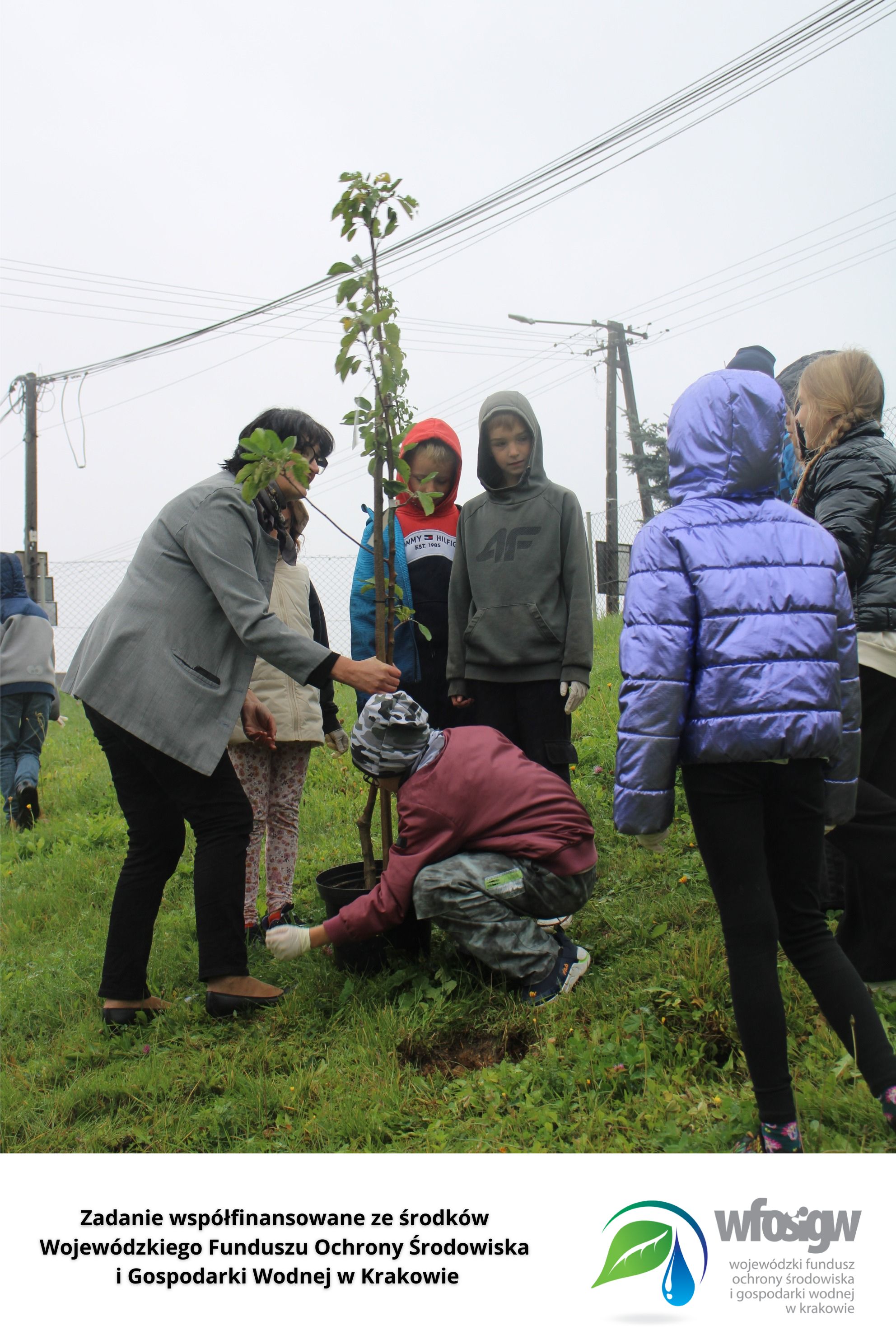 Sadzenie drzewek i krokusów w ramach projektu 