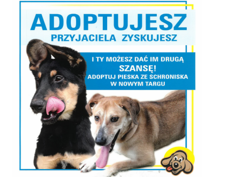Adoptuj psa i podaruj mu drugą szansę