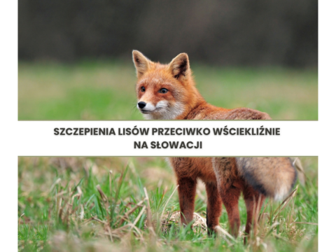 Szczepienia lisów przeciwko wściekliźnie na Słowacji