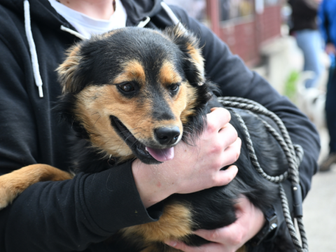 Czipowanie zwierząt w Gminie Czorsztyn
