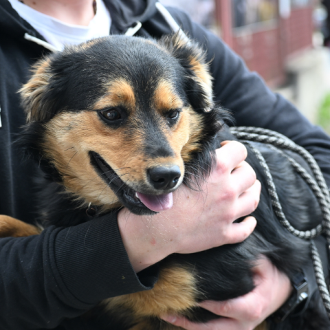 Czipowanie zwierząt w Gminie Czorsztyn