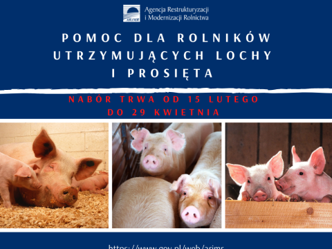 Pomoc dla utrzymujących lochy i prosięta – na razie blisko 2 tys. wniosków trafiło do ARiMR
