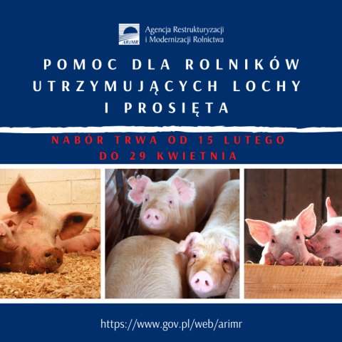 Pomoc dla utrzymujących lochy i prosięta – na razie blisko 2 tys. wniosków trafiło do ARiMR